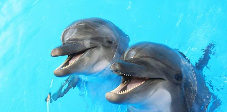 Spectacle de dauphins au Marineland d'Antibes