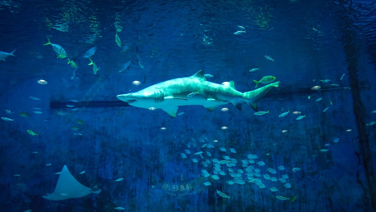 Requin nageant dans l'aquarium du Marineland à Antibes